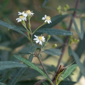 Olearia alpicola at Tallong, NSW - 14 Sep 2022