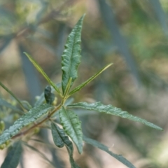 Olearia alpicola at Tallong, NSW - 14 Sep 2022