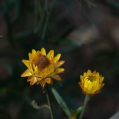 Xerochrysum bracteatum (Golden Everlasting) at Tallong, NSW - 14 Sep 2022 by Aussiegall