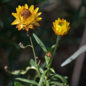 Xerochrysum bracteatum at Tallong, NSW - 14 Sep 2022