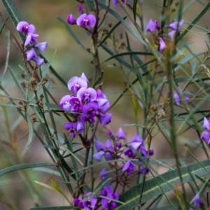 Hardenbergia violacea at Tallong, NSW - 14 Sep 2022 10:58 AM