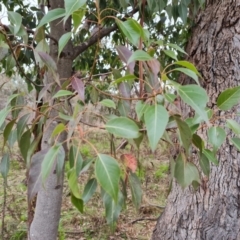 Brachychiton populneus subsp. populneus (Kurrajong) at O'Malley, ACT - 16 Sep 2022 by Mike