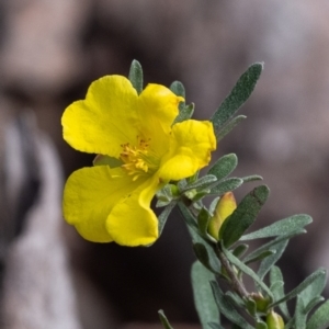 Hibbertia obtusifolia at Tallong, NSW - 14 Sep 2022 10:57 AM