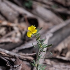 Hibbertia obtusifolia at Tallong, NSW - 14 Sep 2022 10:57 AM