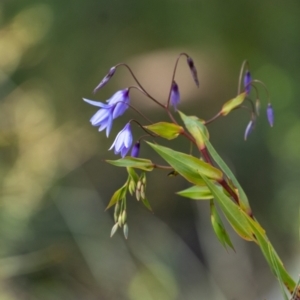 Stypandra glauca at Tallong, NSW - 14 Sep 2022