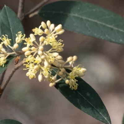 Pomaderris andromedifolia (Yellow Pomaderris) at Tallong, NSW - 14 Sep 2022 by Aussiegall