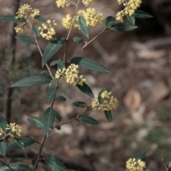 Pomaderris andromedifolia at Tallong, NSW - 14 Sep 2022