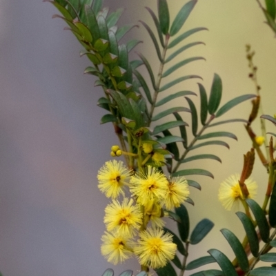 Acacia terminalis (Sunshine Wattle) at Long Point Lookout (Morton National Park) - 14 Sep 2022 by Aussiegall
