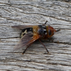 Microtropesa sp. (genus) at Tralee, NSW - 16 Sep 2022