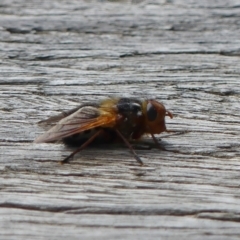 Microtropesa sp. (genus) at Tralee, NSW - 16 Sep 2022