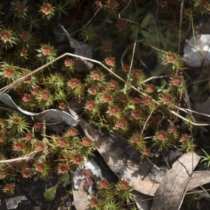 Polytrichaceae at Bruce, ACT - 13 Sep 2022