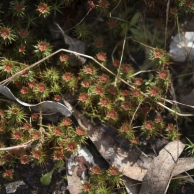 Polytrichaceae sp. (family) (A moss) at Bruce, ACT - 13 Sep 2022 by AlisonMilton