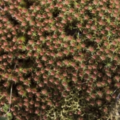 Polytrichaceae sp. (family) at Bruce, ACT - 13 Sep 2022