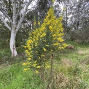 Genista monspessulana at Bruce, ACT - 16 Sep 2022