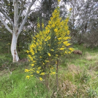 Genista monspessulana (Cape Broom, Montpellier Broom) at Bruce, ACT - 16 Sep 2022 by SteveBorkowskis