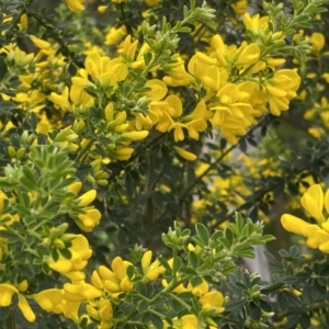 Genista monspessulana at Bruce, ACT - 16 Sep 2022