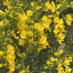 Genista monspessulana at Bruce, ACT - 16 Sep 2022