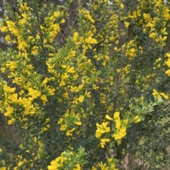 Genista monspessulana at Bruce, ACT - 16 Sep 2022