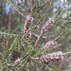 Melaleuca parvistaminea (Small-flowered Honey-myrtle) at Bruce, ACT - 16 Sep 2022 by SteveBorkowskis