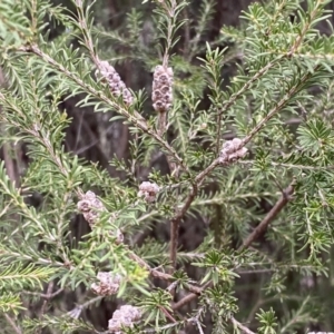 Melaleuca parvistaminea at Bruce, ACT - 16 Sep 2022