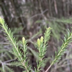 Melaleuca parvistaminea at Bruce, ACT - 16 Sep 2022