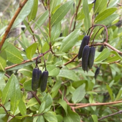 Billardiera heterophylla (Western Australian Bluebell Creeper) at Bruce, ACT - 16 Sep 2022 by Steve_Bok