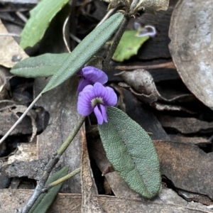 Hovea heterophylla at Bruce, ACT - 16 Sep 2022