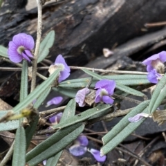 Hovea heterophylla at Bruce, ACT - 16 Sep 2022