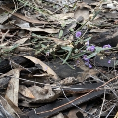 Hovea heterophylla at Bruce, ACT - 16 Sep 2022