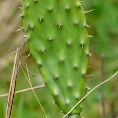 Opuntia sp. (Prickly Pear) at Belconnen, ACT - 21 Sep 2022 by Thurstan