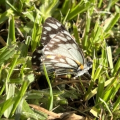 Belenois java (Caper White) at Murrumbateman, NSW - 16 Sep 2022 by SimoneC