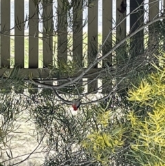 Myzomela sanguinolenta (Scarlet Honeyeater) at Bungendore, NSW - 16 Sep 2022 by KatieAsplin