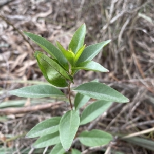 Billardiera heterophylla at Bruce, ACT - 16 Sep 2022