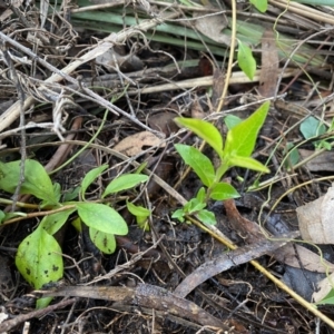 Billardiera heterophylla at Bruce, ACT - 16 Sep 2022