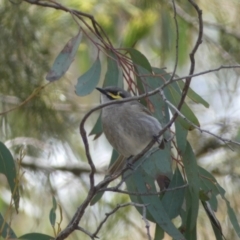 Caligavis chrysops (Yellow-faced Honeyeater) at Bruce, ACT - 16 Sep 2022 by Steve_Bok