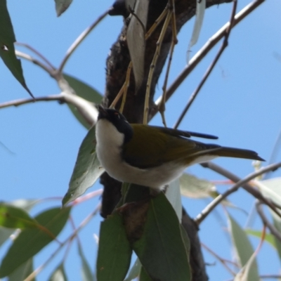 Melithreptus lunatus (White-naped Honeyeater) at Bruce Ridge to Gossan Hill - 16 Sep 2022 by Steve_Bok