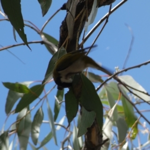 Melithreptus lunatus at Bruce, ACT - 16 Sep 2022 12:59 PM