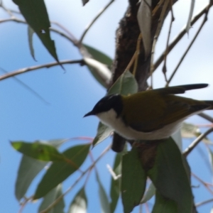 Melithreptus lunatus at Bruce, ACT - 16 Sep 2022 12:59 PM