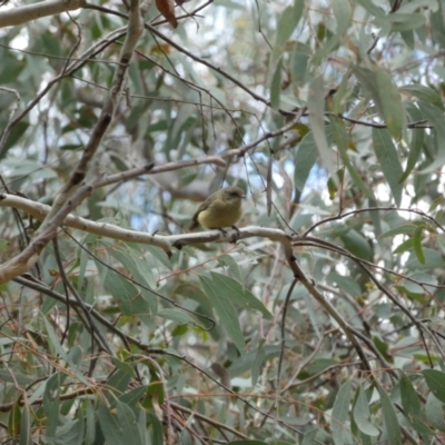 Acanthiza reguloides (Buff-rumped Thornbill) at Bruce, ACT - 16 Sep 2022 by Steve_Bok