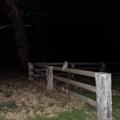 Podargus strigoides at Bungendore, NSW - 16 Sep 2022 06:55 PM