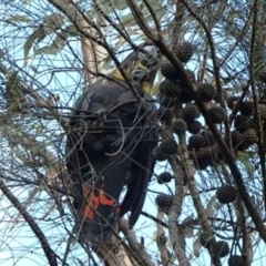 Calyptorhynchus lathami (Glossy Black-Cockatoo) at Mount Majura - 16 Sep 2022 by UserYYUcWrIf