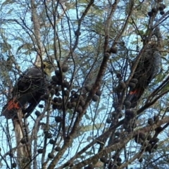 Calyptorhynchus lathami lathami at Hackett, ACT - 17 Sep 2022