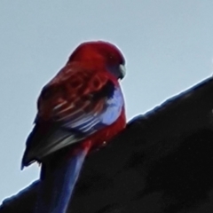 Platycercus elegans (Crimson Rosella) at GG160 - 17 Sep 2022 by Mike