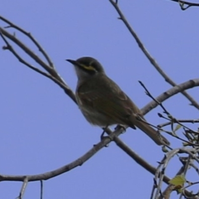 Caligavis chrysops (Yellow-faced Honeyeater) at Greenway, ACT - 17 Sep 2022 by RodDeb