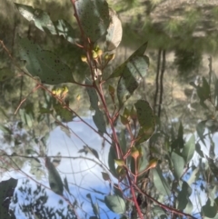 Eucalyptus sideroxylon at Aranda, ACT - 17 Sep 2022