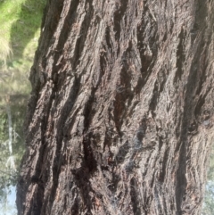 Eucalyptus sideroxylon at Aranda, ACT - 17 Sep 2022 01:20 PM