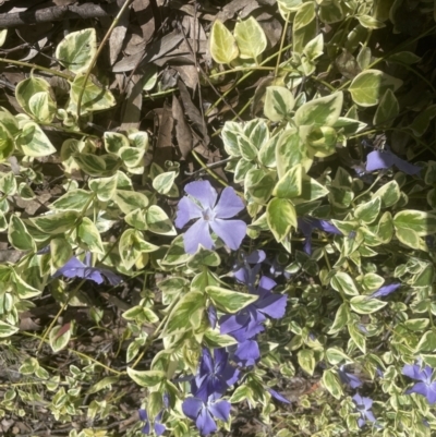 Vinca major (Blue Periwinkle) at Aranda Bushland - 17 Sep 2022 by lbradley