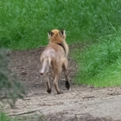 Vulpes vulpes (Red Fox) at Jerrabomberra Wetlands - 15 Sep 2022 by rawshorty