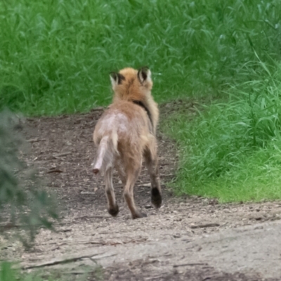 Vulpes vulpes (Red Fox) at Jerrabomberra Wetlands - 15 Sep 2022 by rawshorty