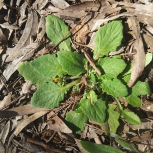 Cymbonotus sp. (preissianus or lawsonianus) at Higgins, ACT - 17 Sep 2022